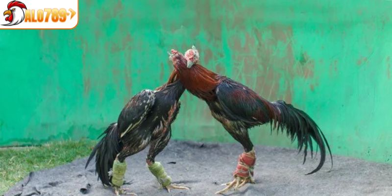 Đa dạng lựa chọn tại sảnh cược đá gà 