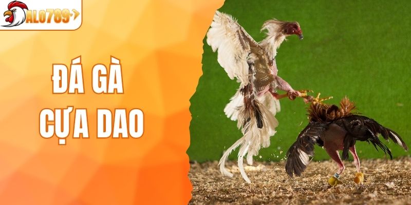 đá gà cựa dao
