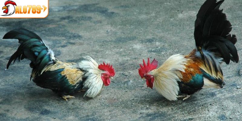 Gà mệnh thủy đặc điểm và cách nhận diện 