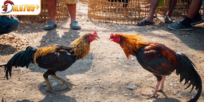 Luật thi đấu đá gà cựa dao chi tiết