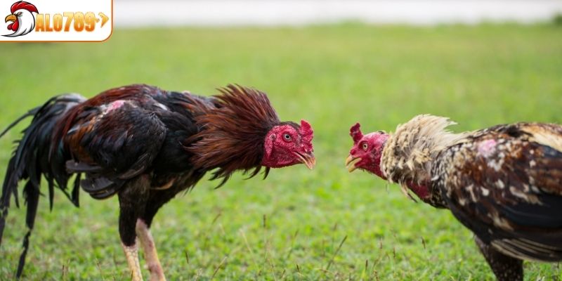 Lưu ý cần nắm khi tham gia đá gà cựa dao